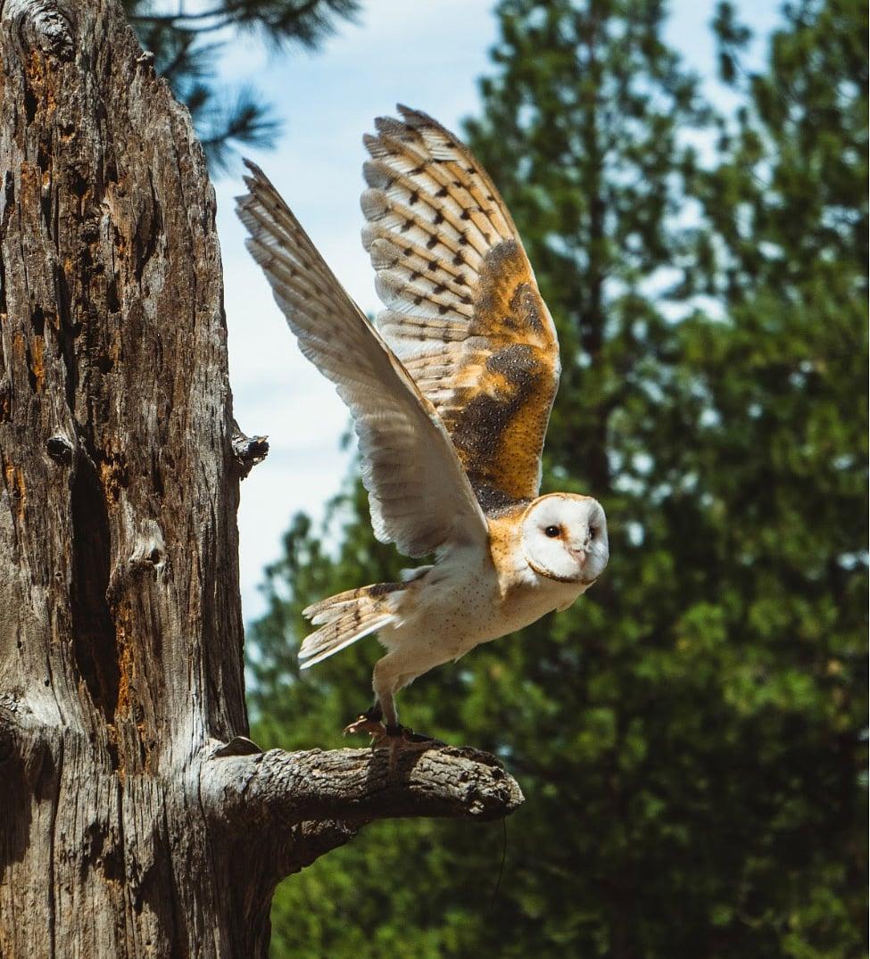 TheGreenLetter1's tweet photo. Deforestation, being another major threat to wildlife, leads to destruction of their natural habitats, thus forcing more and more species to the brink of extinction. In some regions, it is the hunting of birds, for sport or to trade their pelts.

#StopDeforestation #savebirds https://t.co/aWyXydspEl
