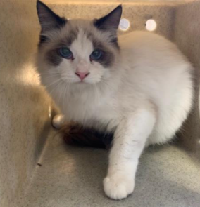 SiameseAngels's tweet photo. MICKEY a 1 yr old neutered male Snowshoe #Siamese in Agoura, CA     ID#A5394478
https://t.co/AFwK91Lghd
#AdoptDontShop #AdoptMe #SoCal #BeautifulCats #RescueCats #LostCat #Foster https://t.co/xu68WwAKCF