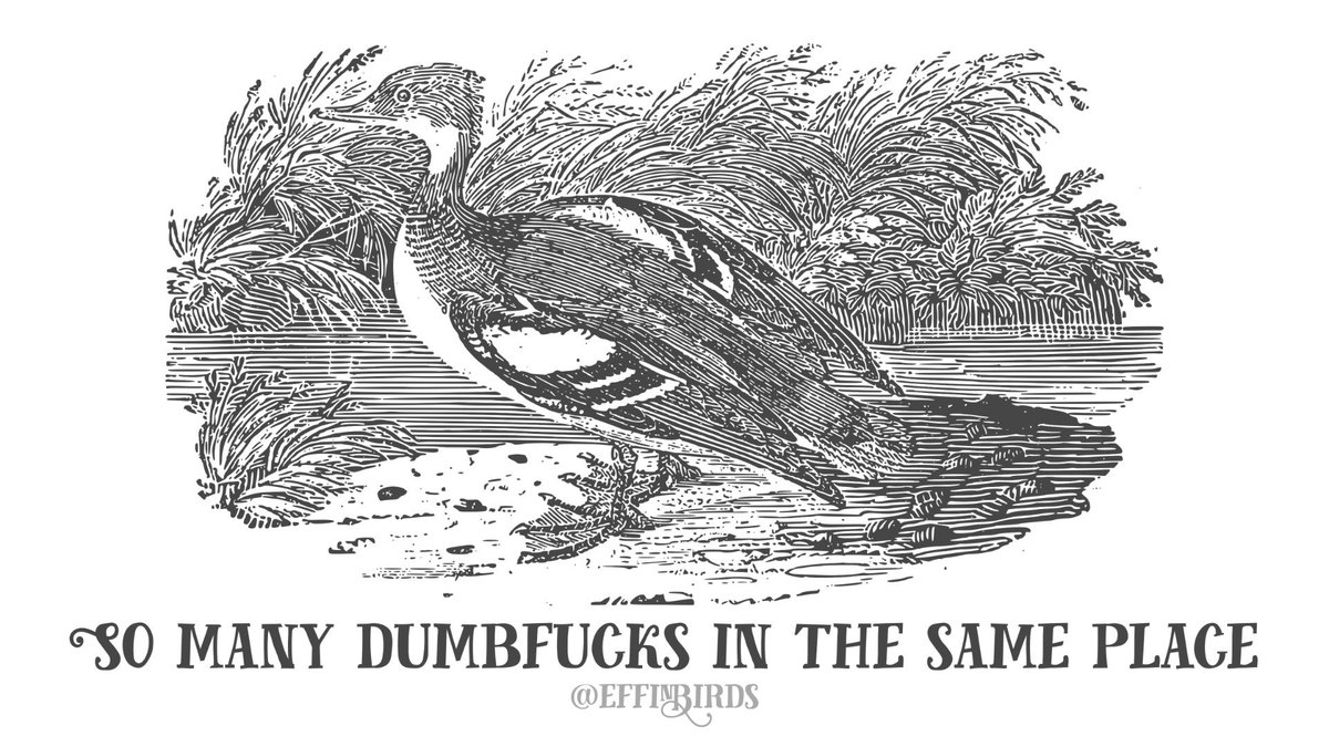 EffinBirds's tweet photo. https://t.co/kHWZcntjnD