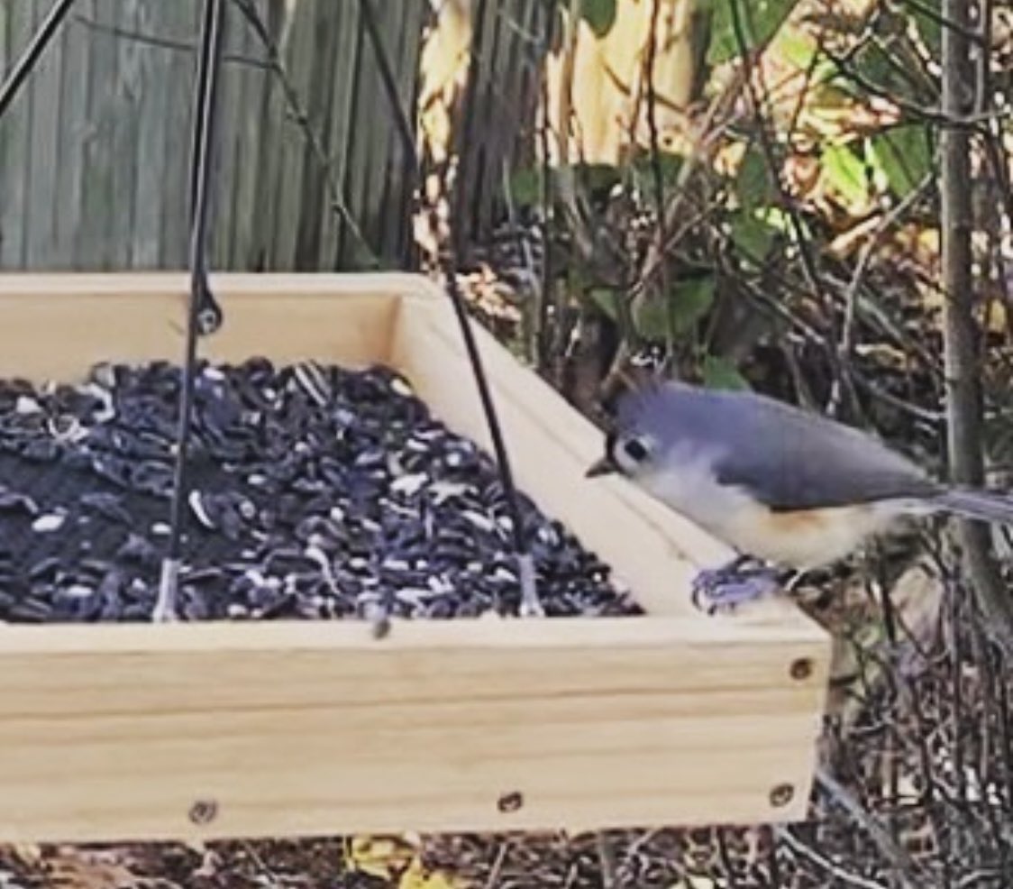 backyardbirdsco's tweet photo. The Tufted Titmouse is always a favorite backyard visitor, but how did this little bird get its mouse like name? Follow our Instagram to find out

#birdnerds #titmouse #tuftedtitmouse #birds #birdfacts #birds #birdsofinstagram #awesomebirds #feedertips #bird #feedertip https://t.co/k70exPRyJ5