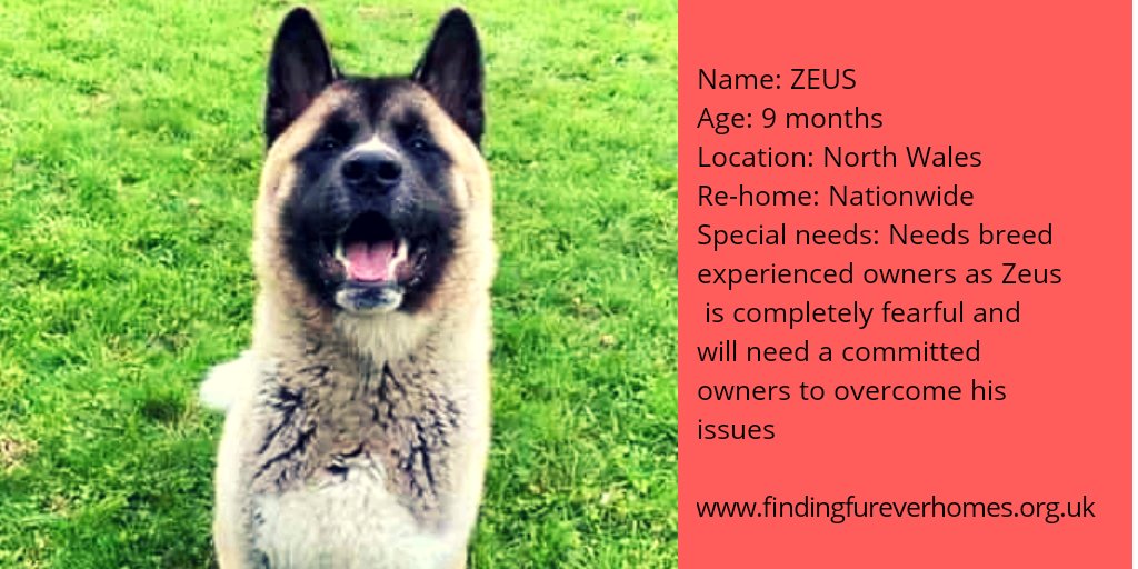 Please RT Zeus's details to help find a very special owner
findingfureverhomes.org.uk/dogs/Zeus/