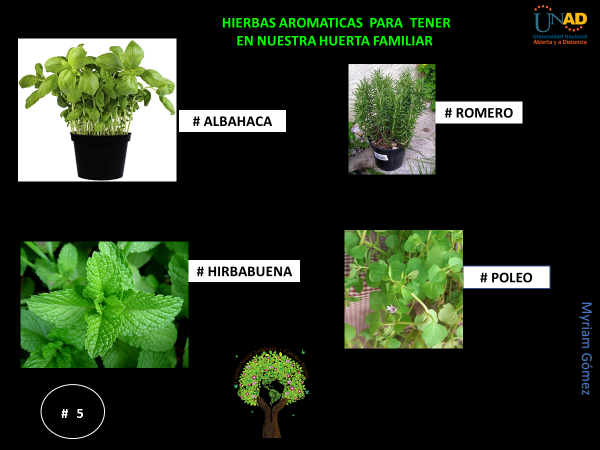 AccinSolidaria3's tweet photo. Algunas hierbas aromáticas para  tener  en nuestro huerto casero .
#SERVICIOSOCIALUNADISTAENCASA #aromaticas #Agriculturafamiliar #libredequimicos #alimentos https://t.co/a6gFPaTyDh