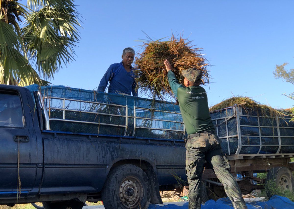 armypr_news's tweet image. ช่วยเกี่ยวข้าวที่ได้รับผลกระทบจากอุทกภัย พื้นที่ บ.ตะบอง ม.2 ต.รังกาใหญ่ อ.พิมาย จ.นครราชสีมา  #กองพลพัฒนาที่2 #เป็นที่พึ่งของประชาชนทุกโอกาส