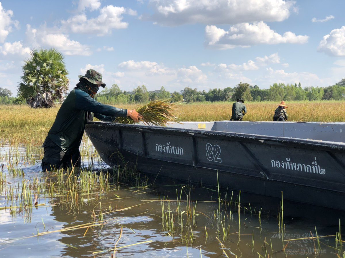armypr_news's tweet image. ช่วยเกี่ยวข้าวที่ได้รับผลกระทบจากอุทกภัย พื้นที่ บ.ตะบอง ม.2 ต.รังกาใหญ่ อ.พิมาย จ.นครราชสีมา  #กองพลพัฒนาที่2 #เป็นที่พึ่งของประชาชนทุกโอกาส