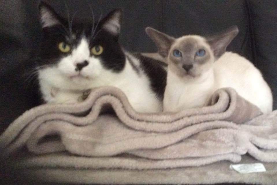 jo_davies10's tweet photo. I came across this photo of #FatCharlie when he was well with baby #Sergei. Miss him so much but it still made me smile ❤️
Happy #Caturday! Hope it makes you smile too 😻😻😻 https://t.co/mB6Dbc8QYg