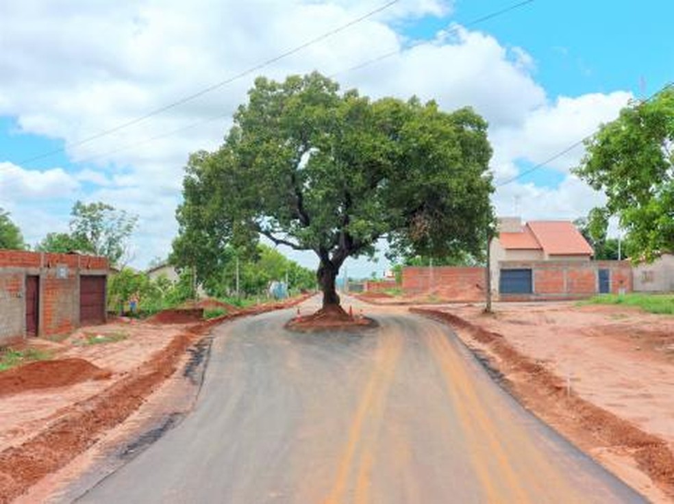 g1's tweet photo. Prefeitura faz asfalto em bairro de Araguaína e preserva pé de pequi no meio de rua https://t.co/31CN4lwgnB #G1 https://t.co/P65ewM3bmD