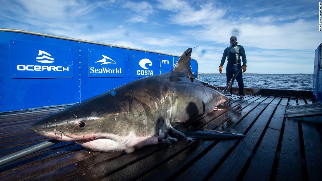 A 2,000-pound great white shark just took a pit stop near Miami. In a journey already spanning 103 days, the shark has traveled 13,066 miles from the coast of Canada to the Gulf of Mexico. OCEARCH has been tracking the shark's journey since <a href="/PuroTom/">Tom Pure! Questions? 🇩🇪 🇲🇽🇪🇺 🇺🇦</a> 
a1le.xyz/bfshark