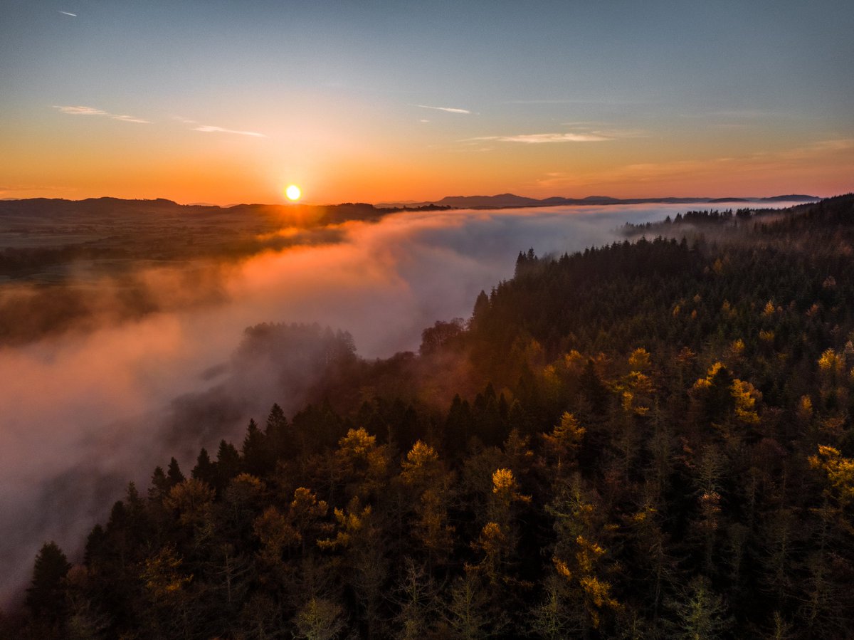 SilvaScienta tweet media