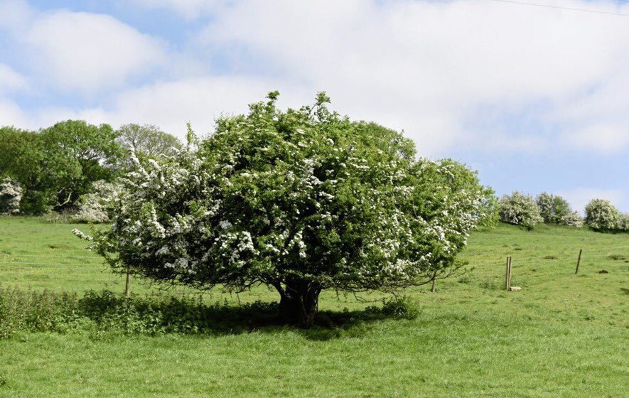 These trees are dotted across Ireland & even occur in urban areas. They have ancient ancestry & are associated with traditions. The site is the key thing with one tree often handing over to the next, as it grows old. Bile is pronounced ‘Bill-eh’ in Kerry Irish.