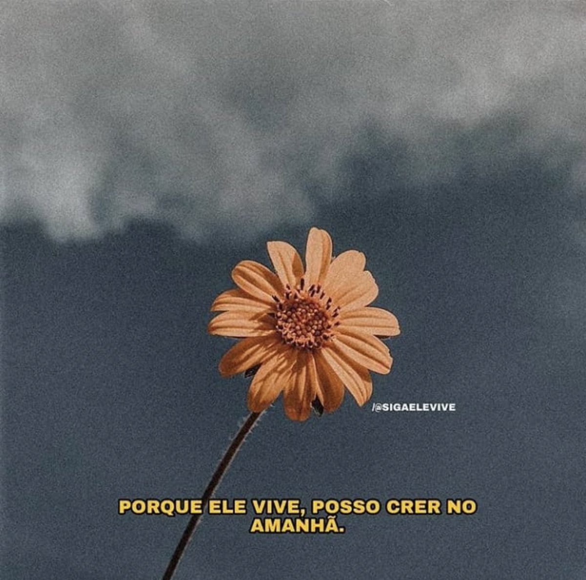 sigaelevive's tweet image. Porque Ele vive, Temor não há.