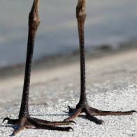 Birds legs. Птичья нога. Конечности птиц. Птица с длинными ногами. Птичьи ножки.