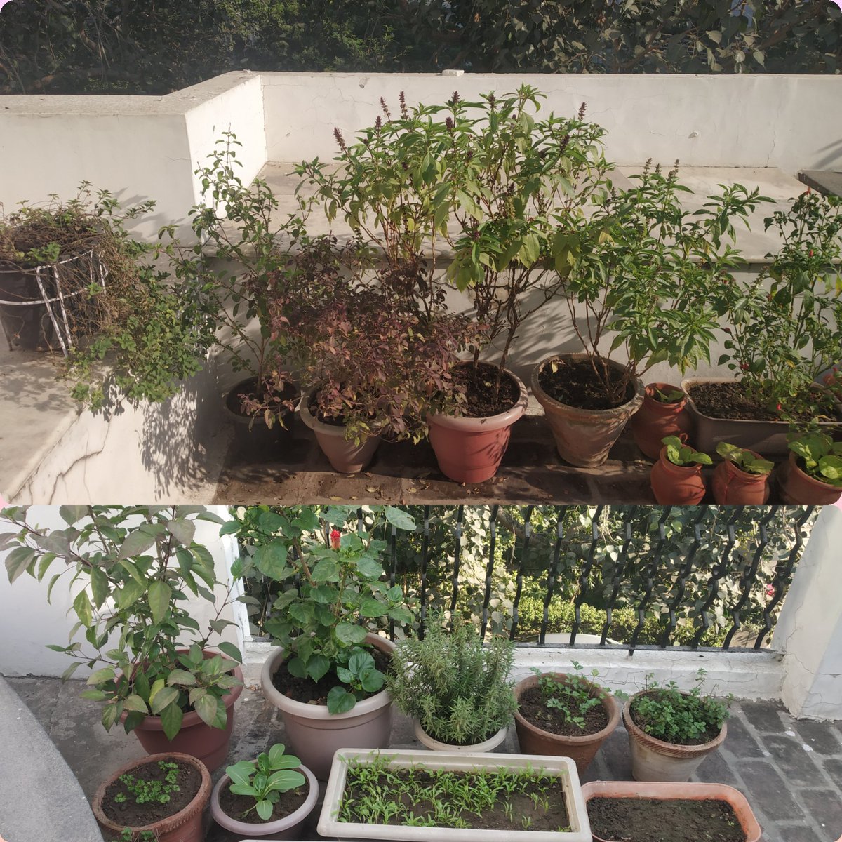 rbansal79's tweet photo. Awaiting my winter produce of palak, methi, cherry tomatoes, rocket, lettuce, celery, bok choy, sarson & more. #incubating #weekendcheer ๐ https://t.co/BnT7TX9ESo