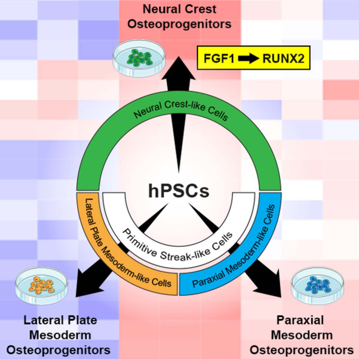 StemCellsJournl's tweet photo. Lineage‐specific differentiation of osteogenic progenitors from pluripotent stem cells reveals the FGF1‐RUNX2 association in neural crest‐derived osteoprogenitors
#BoneDevelopment #CellDifferentiation #NeuralCrest #Osteogenesis #hPSCs
https://t.co/DZ0N9eo6S6 https://t.co/oOEzoDmtCa