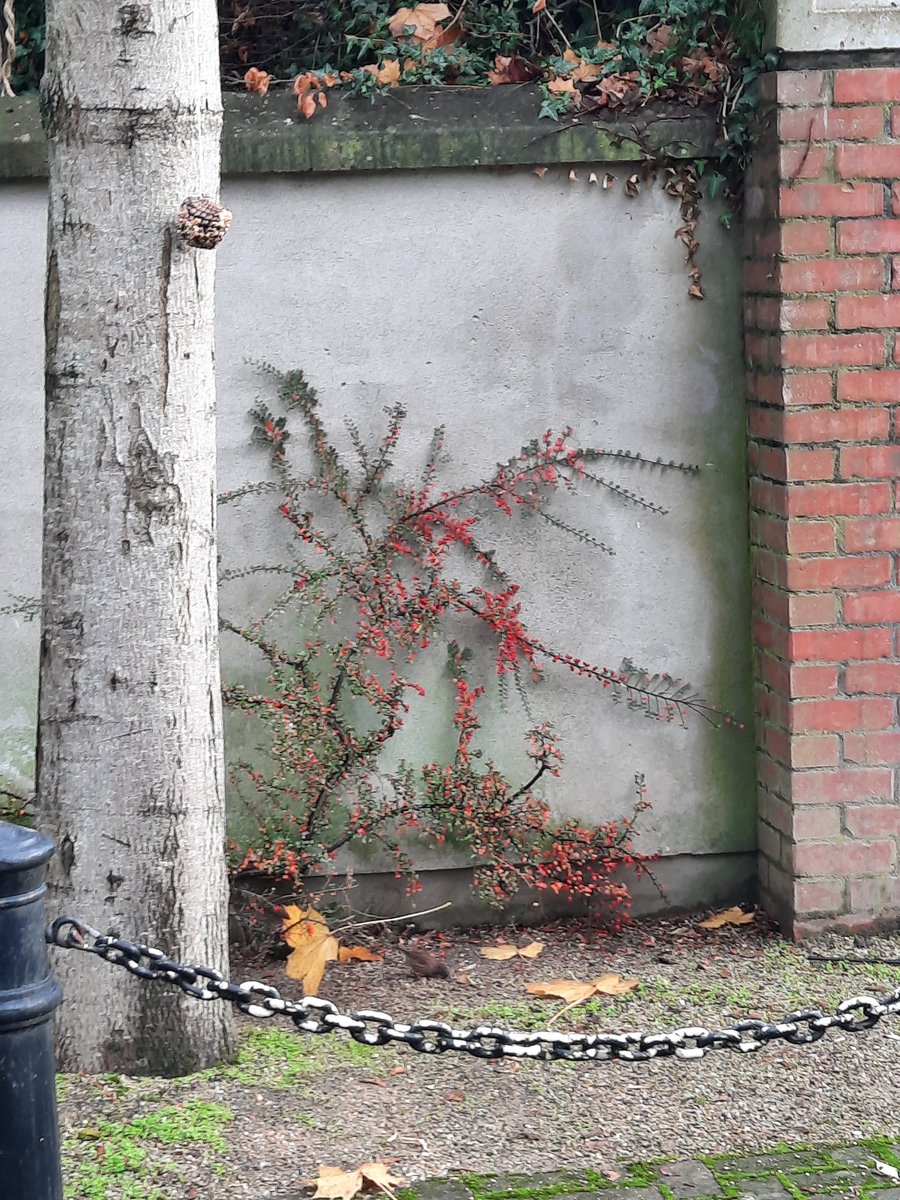 louthcoco's tweet photo. Where's the birdie? This wee bird was caught nibbling on the bird seed from the Bird Feeder activity the Library Lab Rats set up during the week. Set up a bird feeder in the garden and  download the form and take part in the #irishgardenbirdsurvey 
#louthlibraries  #LSF2020 https://t.co/zmeL8GMkpk