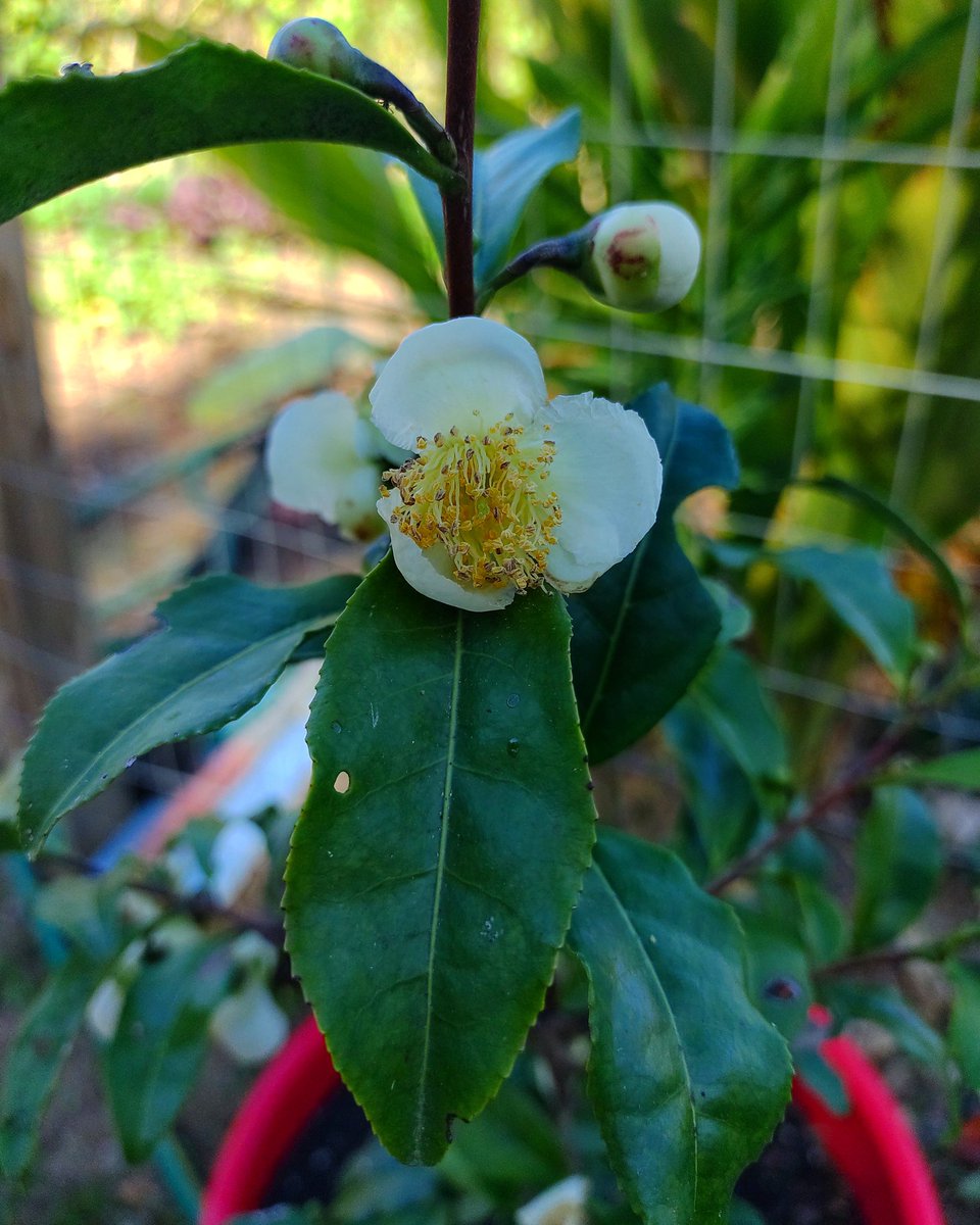 JackieLammon's tweet photo. #TeaBushFlowers , #CamelliaSinensis. This is their first winter in #Alabama. I'm leaving one in a pot and moving it into the #greenhouse during extreme cold spurts.The other will stay outside.Any suggestions? #zone7 #zone7b #gardening #sustainability #permaculture #homestead https://t.co/6bVjGI2duk