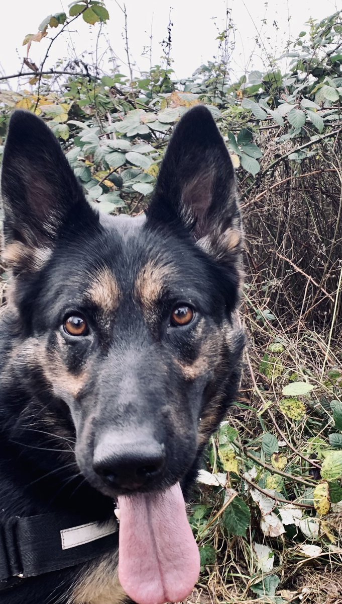 wiltspolicedogs's tweet photo. After being tasked to find a suicidal male who had taken an overdose PD Betty did what was asked, locating the male in dense undergrowth, hopefully now he is in receipt of the support he needs....Well done Boo  👌🏻#mentalhealth #cantbeatadogsnose https://t.co/fJvyqLaTRG