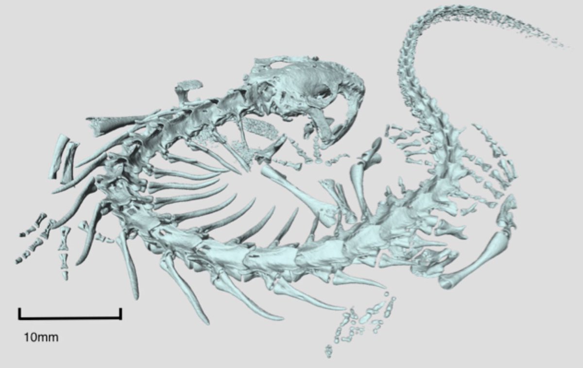Steve Backshall tweet media