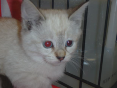 SiameseAngels's tweet photo. LYNNIE a 2 month old unaltered female Lynx Point #Siamese in Van Nuys, CA    ID#A1959453
https://t.co/da3upWXhgZ
#AdoptDontShop #AdoptMe #SoCal #BeautifulCats #RescueCats #LostCat #Foster https://t.co/x5EIPTjXMF