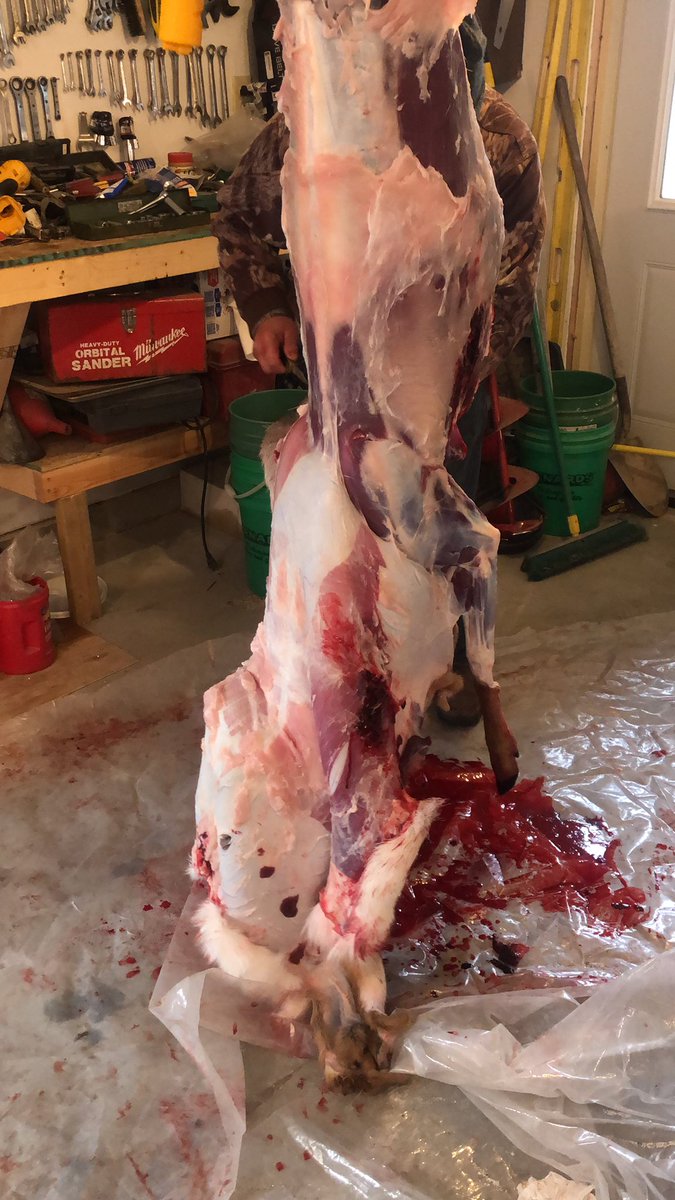 Foos10's tweet photo. Deer season is great!! https://t.co/Osxf47Nnzv