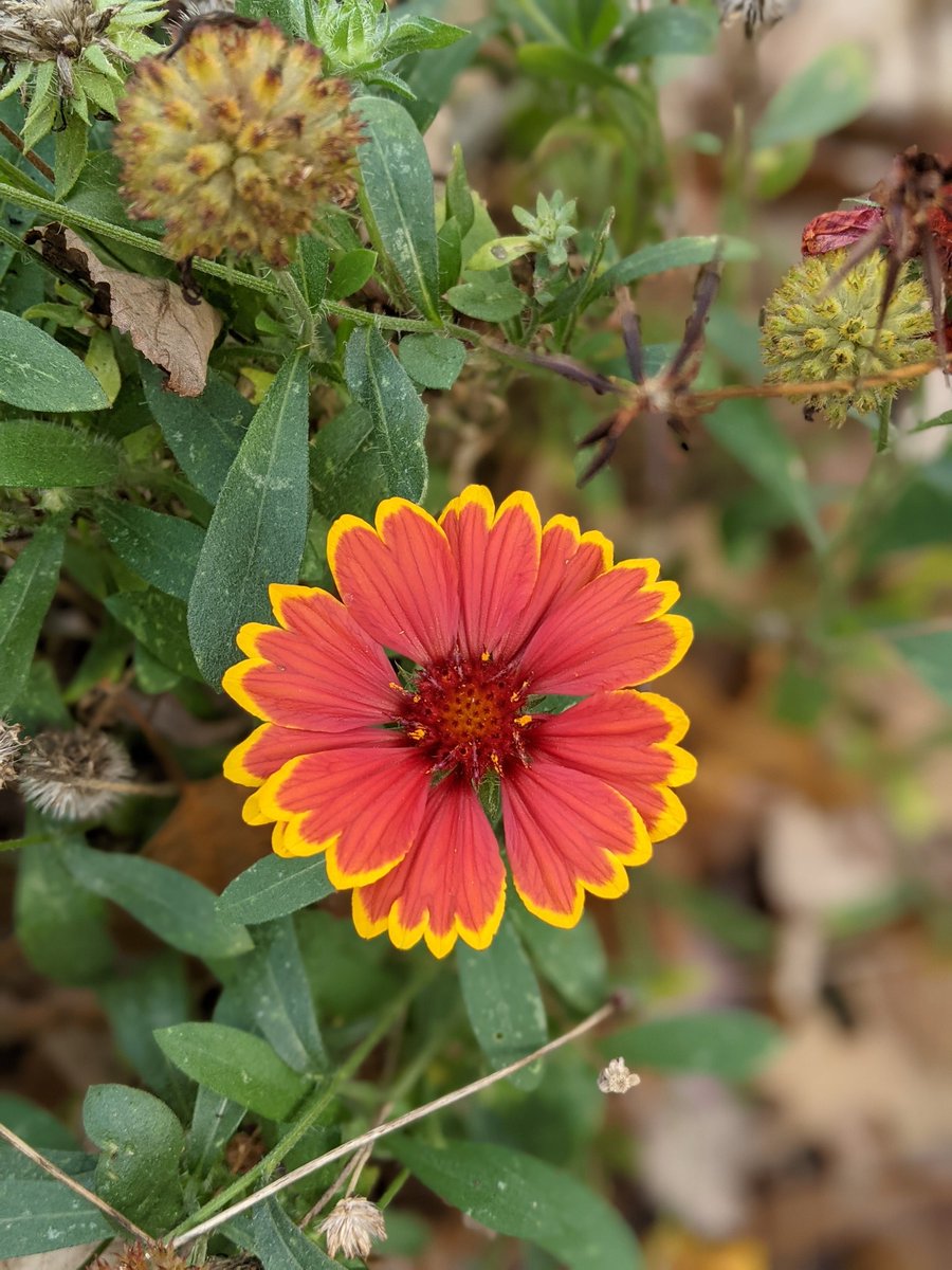 HSES_Librarian's tweet photo. Found a fall flower! https://t.co/ePkV8JLplc