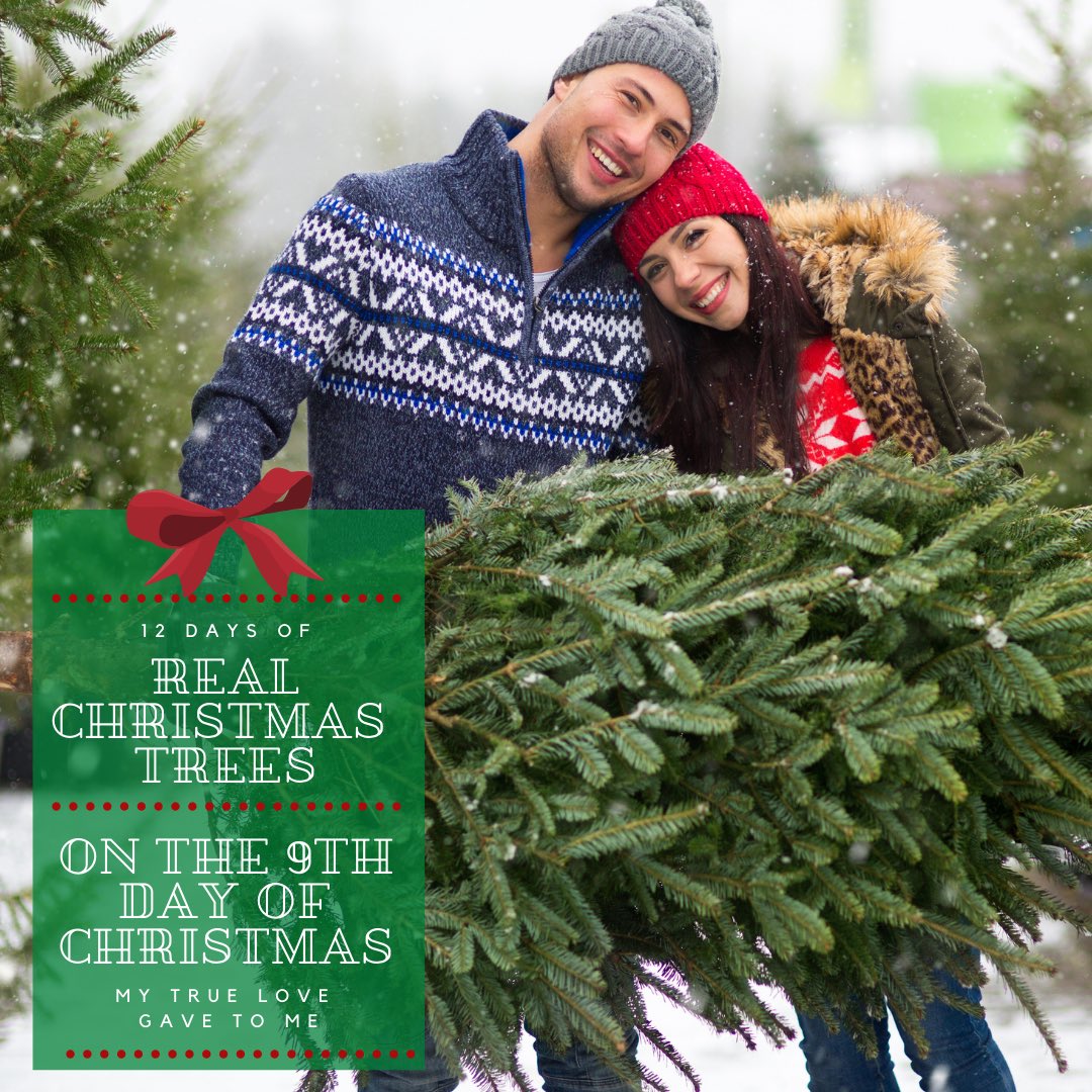 RealTrees's tweet image. On the 9th day of Christmas my true love 
gave to me, the amazing sweet scent of a Real 
Christmas Tree. A real Christmas Tree not only looks 
great but waking up to that sweet smell is the best! 
#realchristmastrees #christmas 
#farmgrown #makingmemories #family