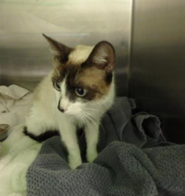SiameseAngels's tweet photo. SPARK a 3 yr old unaltered female Snowshoe #Siamese in Los Angeles, CA   ID#A1959468
https://t.co/lTQxgVYsI6
#AdoptDontShop #AdoptMe #SoCal #BeautifulCats #RescueCats #LostCat #Foster https://t.co/pzMdK69D6x