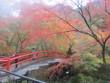 河鹿橋の紅葉21 見頃時期やライトアップ クチコミなど紹介 情報発信ブログサイト Blue Rose