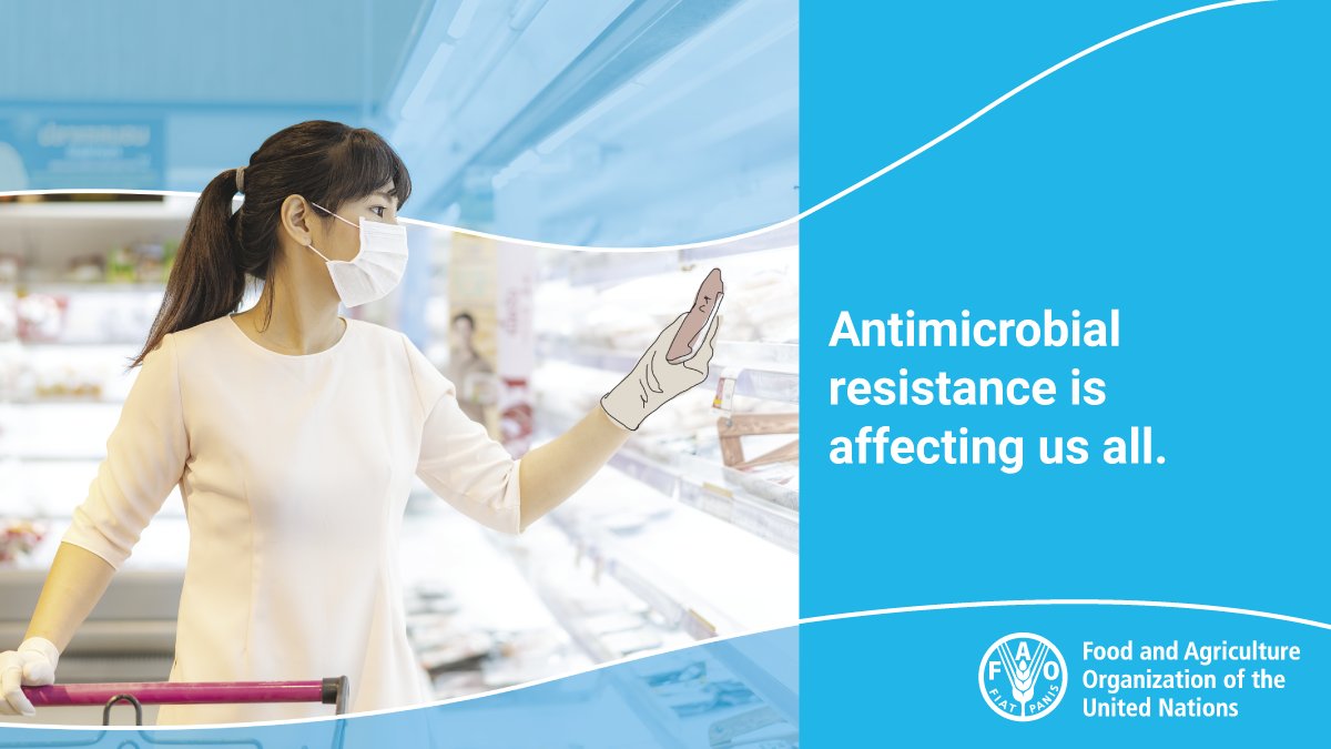 FAO's tweet photo. 💊We are over-using and mis-using antibiotics and other antimicrobials 

👎Antibiotics are becoming less effective against common infections 

🌏We need global action to ensure antimicrobials continue to work 

💪Everyone has a role to play! 

#AntimicrobialResistance https://t.co/L4Z4S3CzOt