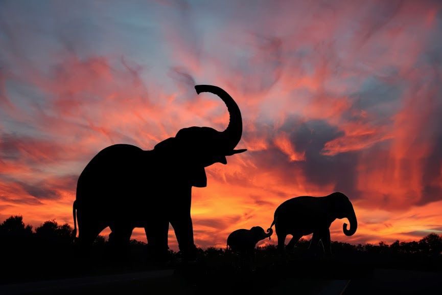 Elephants have trumpets and rumbles that denote specific words and phrases which they use as warnings/collective calls, such as “let’s go” and “bee”. New research has now confirmed they also have a rumble for “human”.