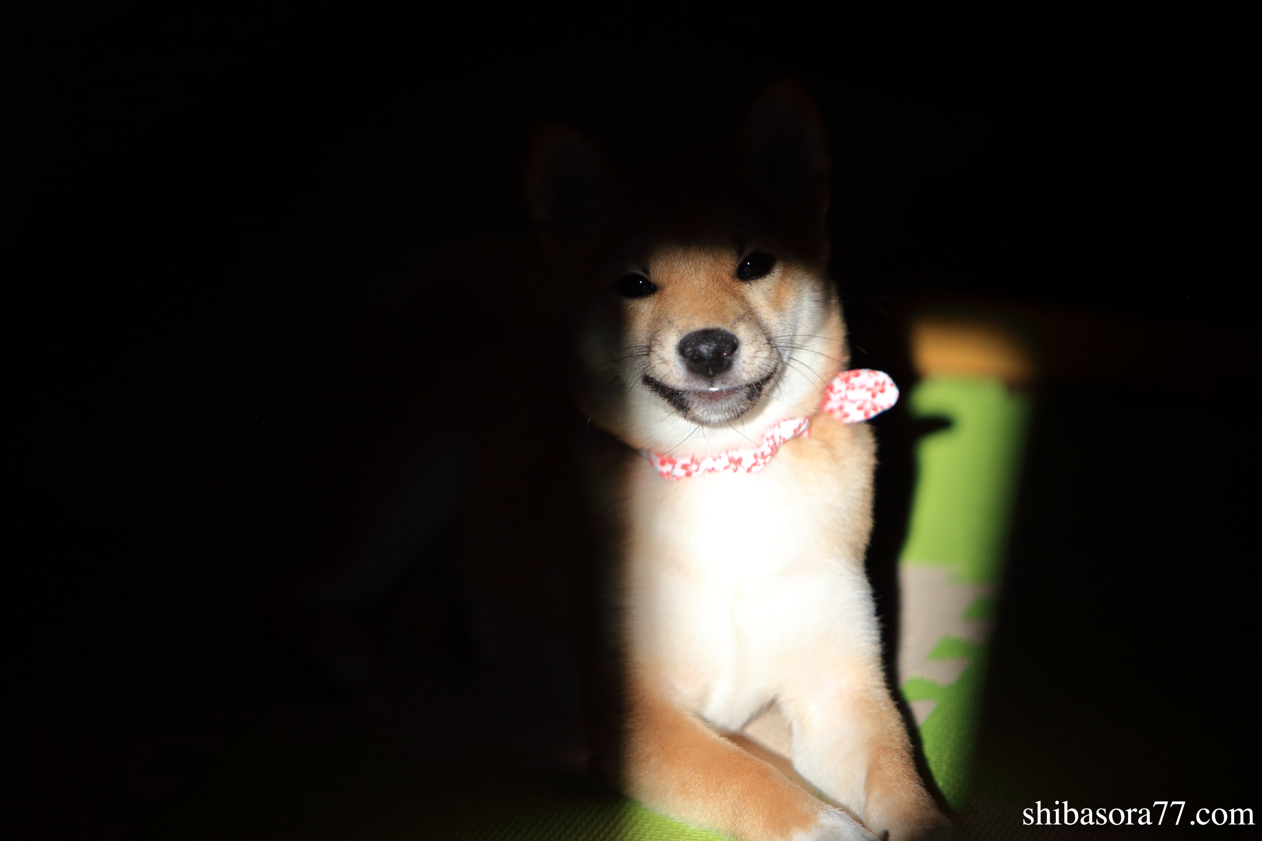 柴犬そら豆の部屋 Shibasora77 Twitter
