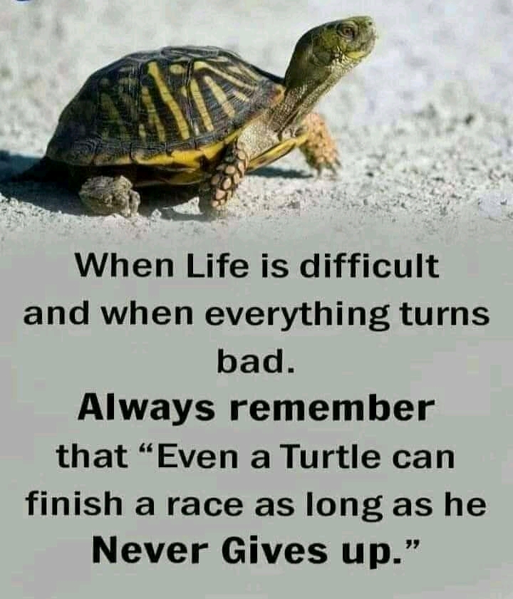 NbgScientist's tweet photo. "Never Give Up on your Dreams, No matter How Hard it Gets."

#SundayMorning #sundayvibes #Sunday #WeekendKaVaar #weekendvibes #Motivation #MotivationalQuotes #win #NeverGiveUp #Turtles #turtlevsrabbit #raceacrosstheworld #racewithrabbit #SundayFeels #SundayRoast https://t.co/Cbb90TcnZV