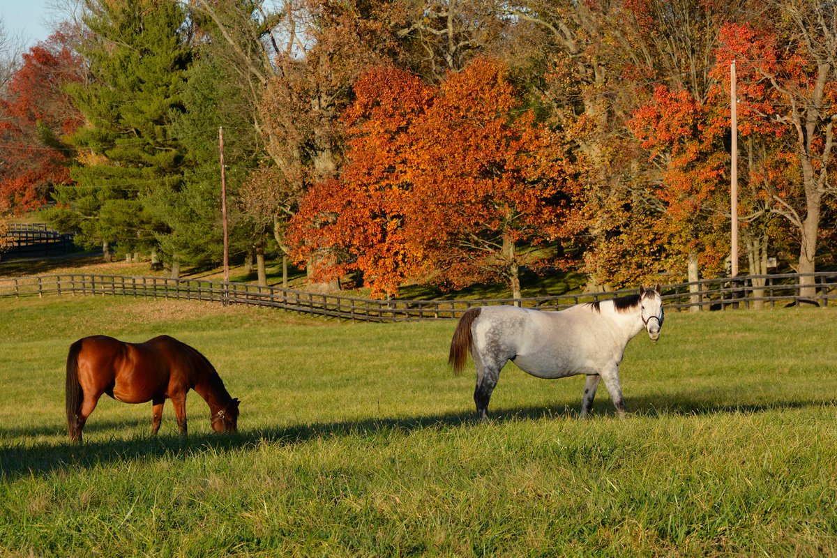 BluegrassScenes's tweet photo. Autumn in central Kentucky, by @mcclanahanjanet https://t.co/gOUeZ25wwq