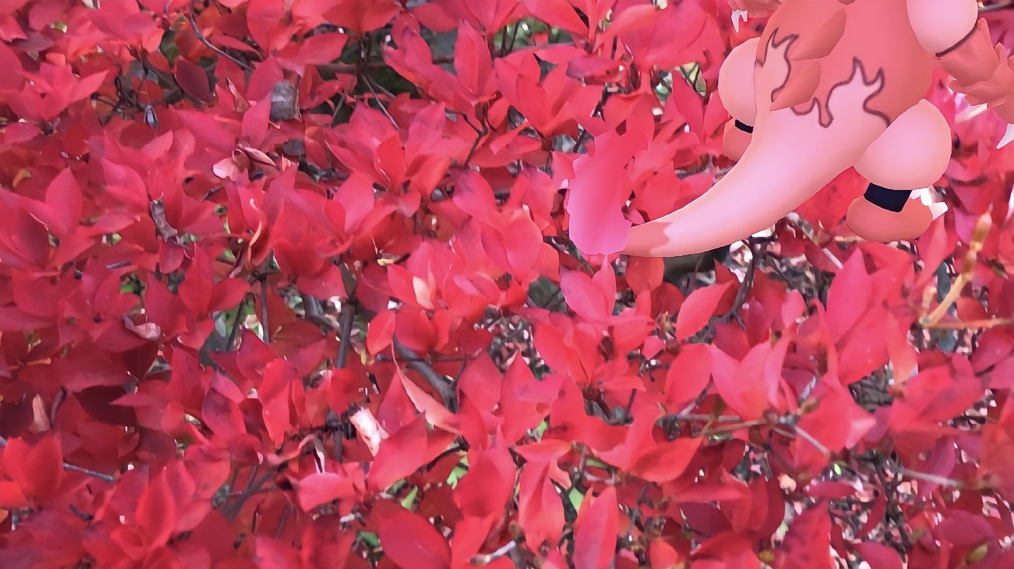 Pokemon Trainer ペコ 燃える花びら ポケモンgo Pokemongo Gosnapshot ブーバーarコンテスト T Co Jhmrekfxzv Twitter Pokemon Trainer ペコ 燃える花びら ポケモンgo Pokemongo Gosnapshot ブーバーarコンテスト T Co Jhmrekfxzv Twitter