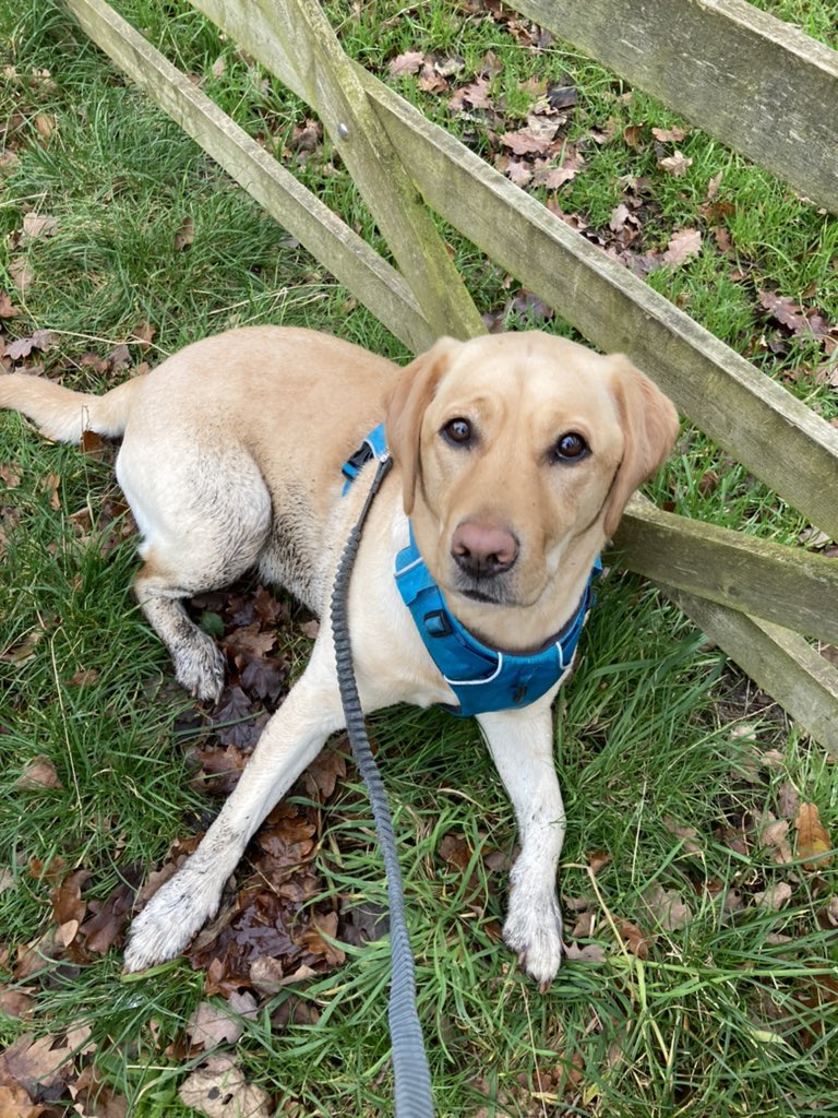 hselftax's tweet photo. Enjoyed my #NotParkRun this morning and hope to get back to @maccparkrun before too long. 

Still slow but #SlowlyGettingFaster

Seem to have worn the dog out this week though. https://t.co/i8EdmkgUFA