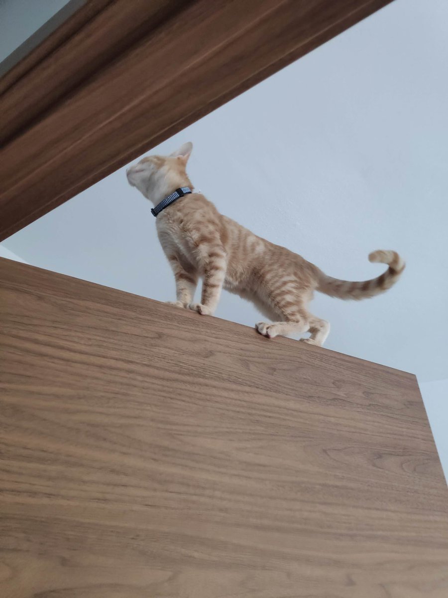 anitsir_91's tweet photo. Sansa se cree Spiderman y se ha subido a la puerta del cuarto.
Definitivamente se ha propuesto matarme a sustos https://t.co/d1d1igaGHE