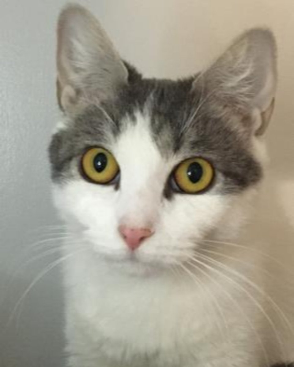 monadnock humane society dogs