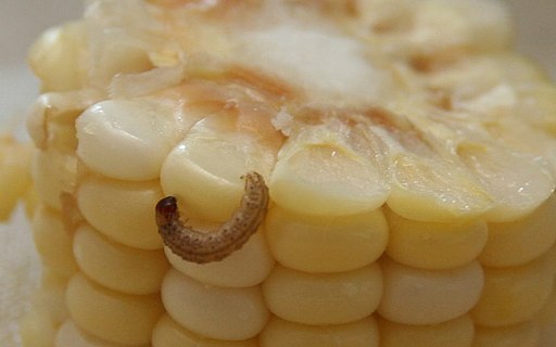 ArquivosIB's tweet photo. #Trichogramma pretiosum in field release and under different temperatures in laboratory.
https://t.co/g12ekWNabn
#cornearworm #parasitism #agriculture #biologicalcontrol
Research by @agricultura_rs @UFSM_oficial #BioTecRS
(Image: Gregbaker/CC BY-SA 3.0/via Wikimedia Commons) https://t.co/o8j6T6eNwl