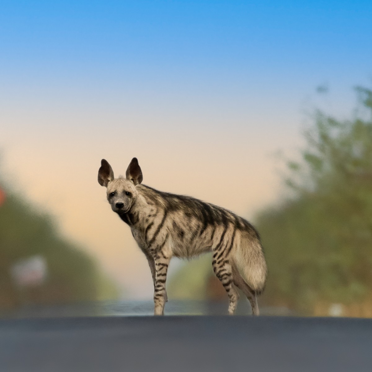 Stop and pose!
The striped hyena is native to northern Africa, India and the Middle East. When threatened, they are capable of raising the hair along their backs, making them look around 30% bigger.
#EarthCapture by Urmil Jhaveri https://t.co/MClBSfiy6m