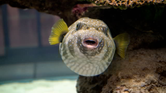 Pufferfish contain tetrodotoxin, making them taste foul & lethal to fish. It's 1200 times more poisonous than cyanide. Enough toxin in one to kill 30 humans & there's no antidote. So don't eat them, or you dead.They're a delicacy in Japan tho! Only prepped by licensed chefs.