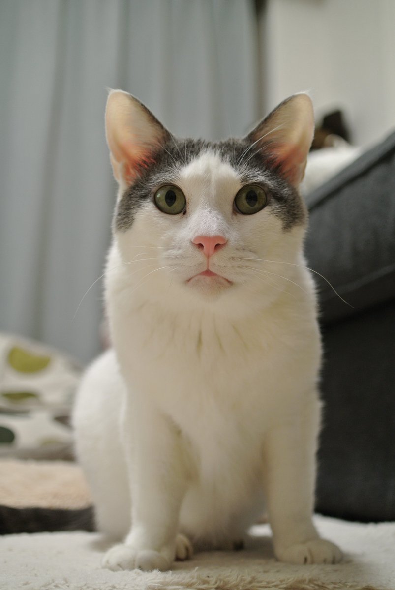 この猫はうちの猫なんだ