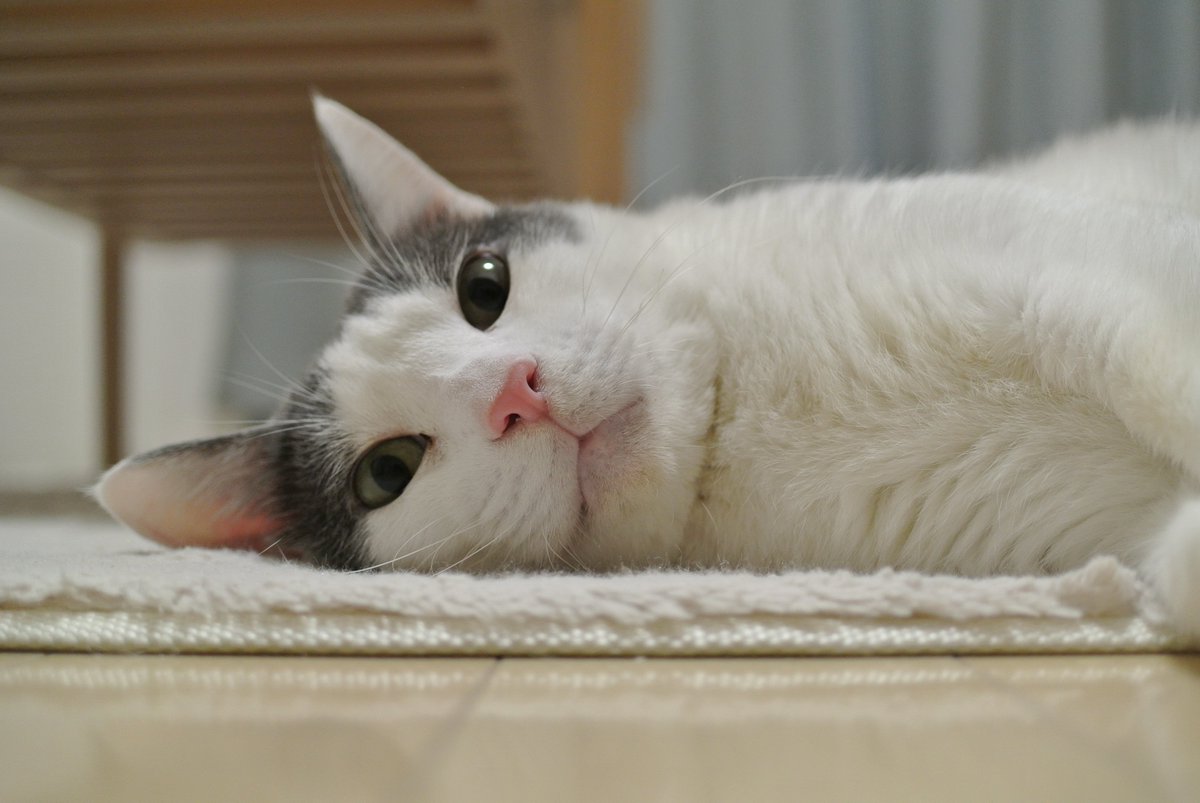 多頭飼い崩壊から放置されていたところを保護され、その後飼い猫となった時に推定1歳　現在15歳の雄猫