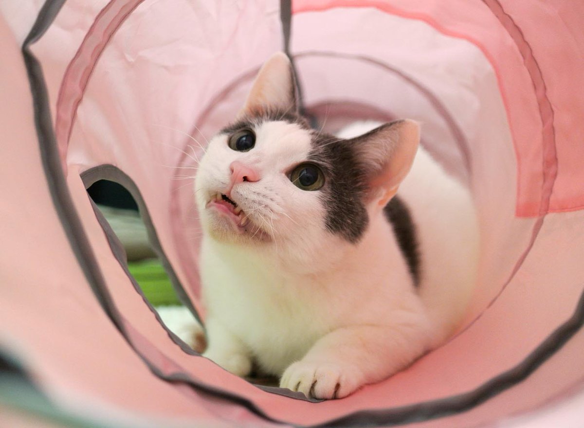 多頭飼い崩壊から放置されていたところを保護され、その後飼い猫となった時に推定1歳　現在15歳の雄猫