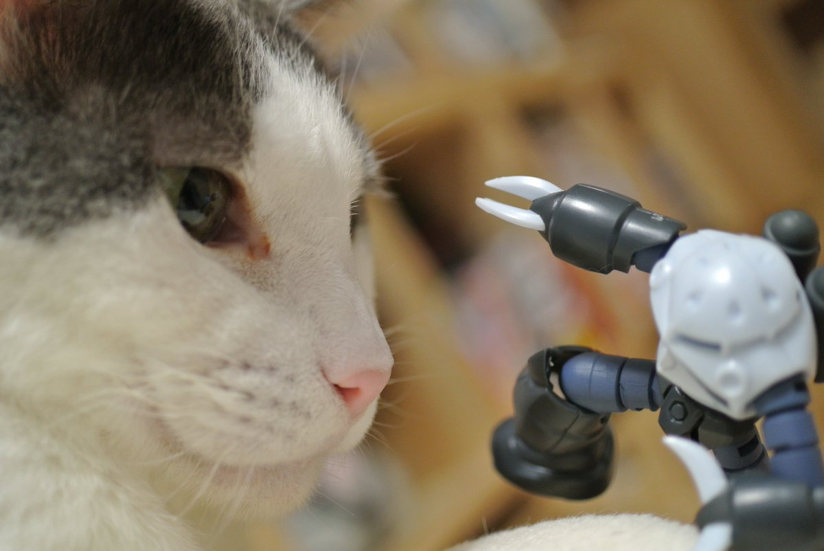 多頭飼い崩壊から放置されていたところを保護され、その後飼い猫となった時に推定1歳　現在15歳の雄猫