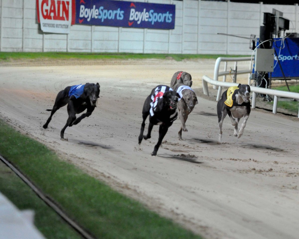 shelbourne dog racing tonight