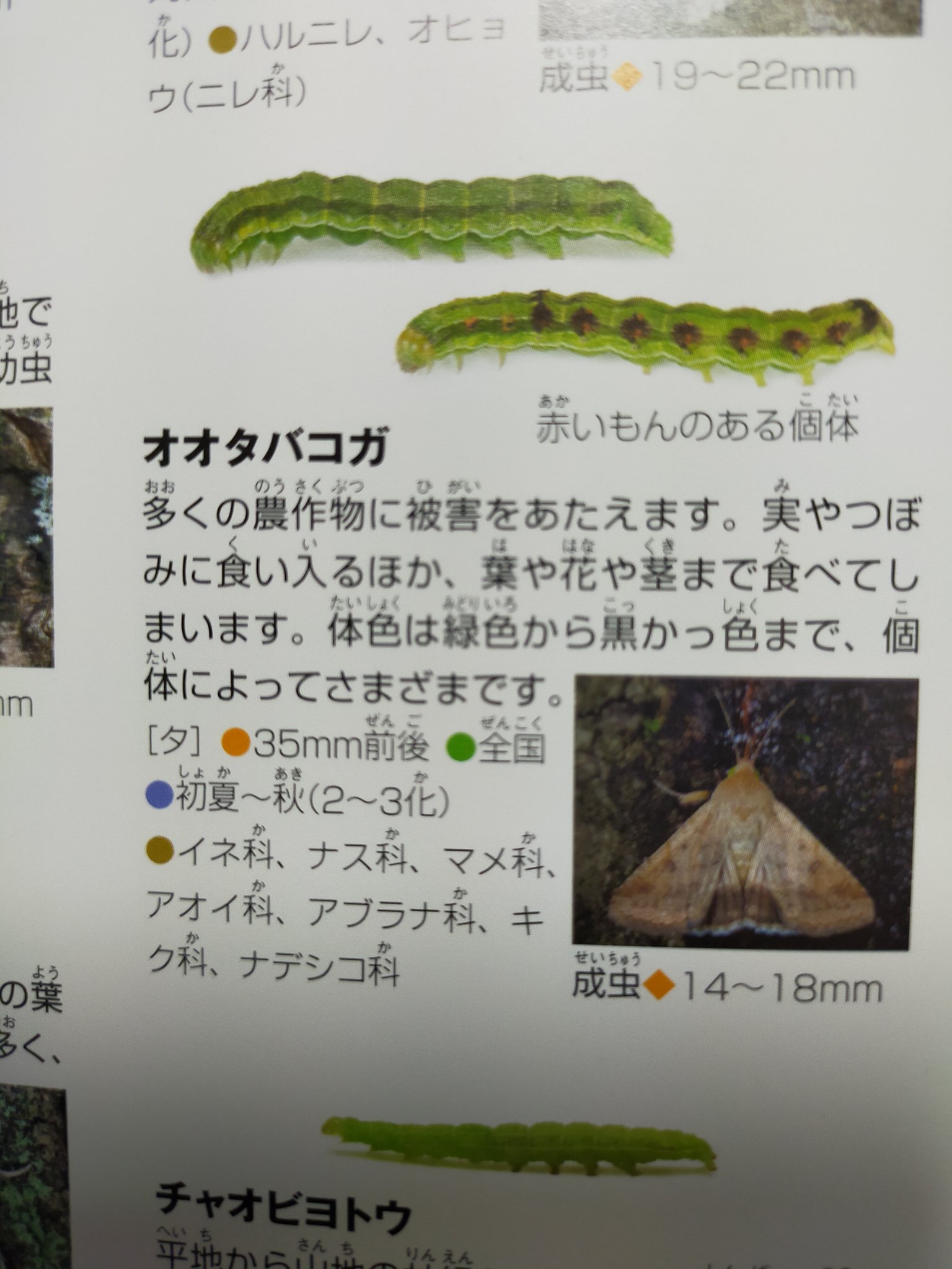 キーヒロアゲハ丸 y 同定できました オオタバコガで間違いありません 害虫扱いされる幼虫のようです T Co Engsgls4td Twitter