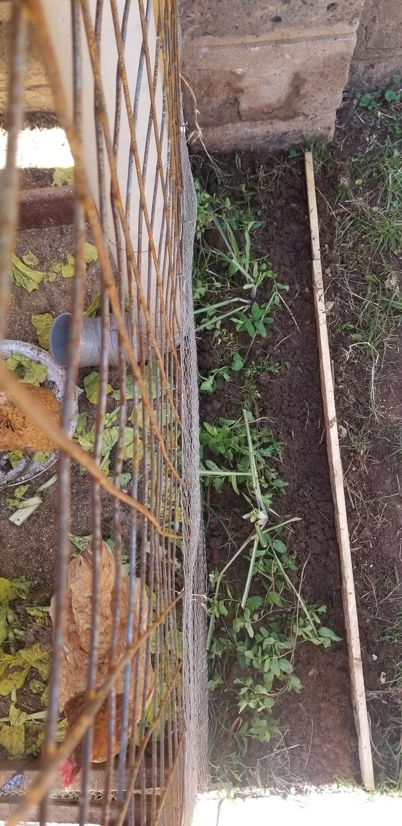 Nimezipandia hapo mint na lemongrass for some good scent. I'll definitely add more herbs there and let them grow into a bush.