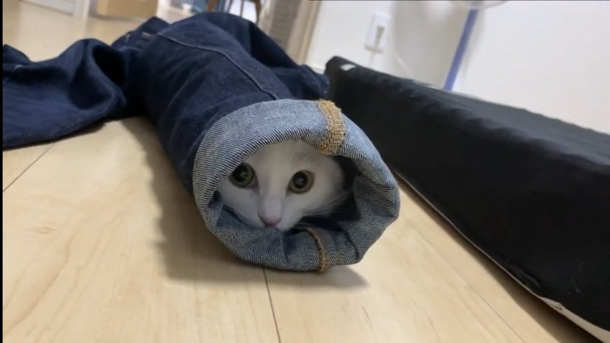 雪之丞 ゆきのじょう メス 服に入り込んでたので大好きな鈴で呼んだら飼い主爆笑してしまいました 猫 マンチカン 雪之丞 Cat 猫動画 雪之丞 ゆきのじょう メス 服に入り込んでたので大好きな鈴で呼んだら飼い主爆笑してしまいました 猫 マンチカン 雪之丞 Cat 猫動画
