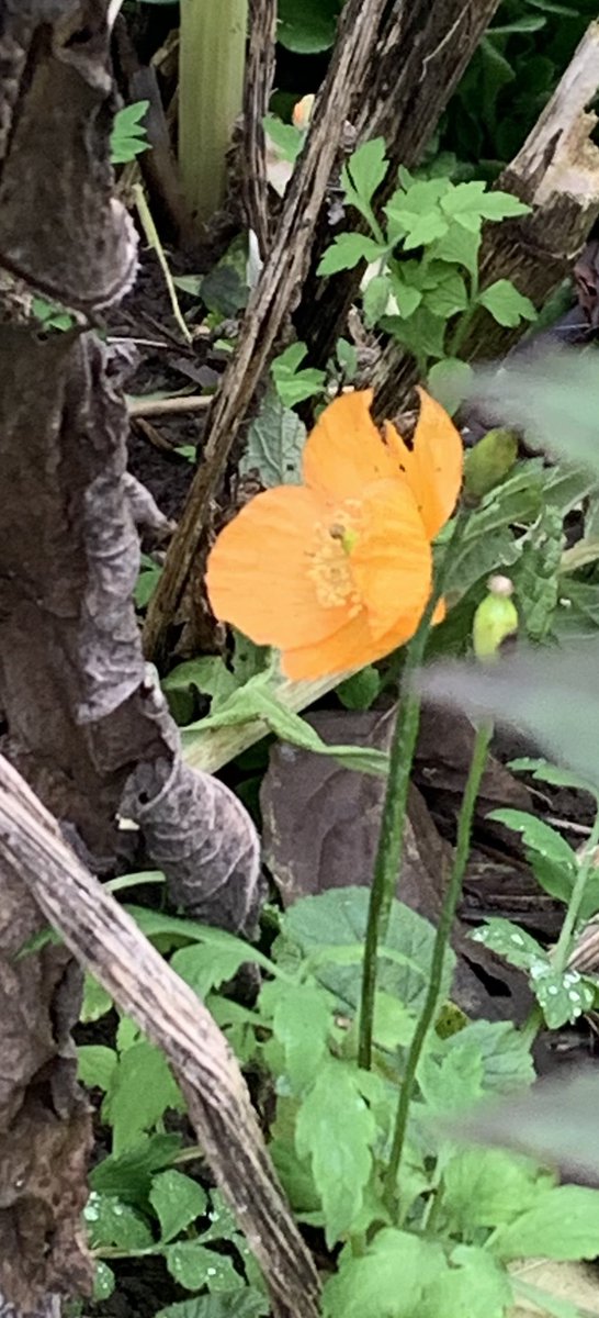 Today’s favourite poppy- the welsh poppy most often the first and last in flower in my garden #gardening #selfseeders #wildflowers