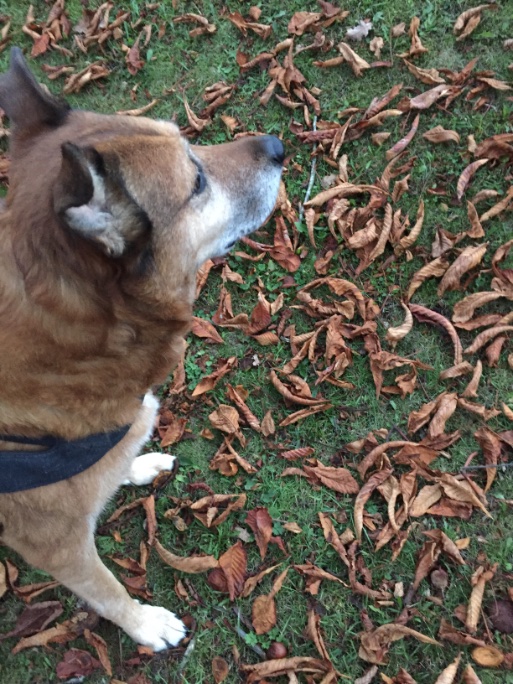 csibike1's tweet photo. @Emmselk My 2 @dogs4EU old and wise, give me joy every day. They are happy with little things, still playful, always curious and show unconditional love. The love of a dog is unequalled. #DogsRuleOK #dogs #DogsOnCaturday Dogs teach us so much if we let them. To live in the moment.πΆπΆπΆ https://t.co/y8LiWGNhGa