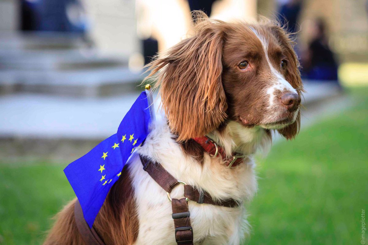 csibike1's tweet photo. @Emmselk My 2 @dogs4EU old and wise, give me joy every day. They are happy with little things, still playful, always curious and show unconditional love. The love of a dog is unequalled. #DogsRuleOK #dogs #DogsOnCaturday Dogs teach us so much if we let them. To live in the moment.πΆπΆπΆ https://t.co/y8LiWGNhGa